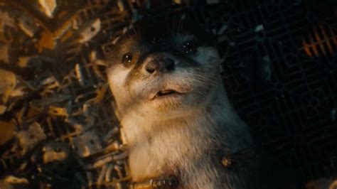 The Adorable Otter From The Guardians Of The Galaxy Vol Trailer Is