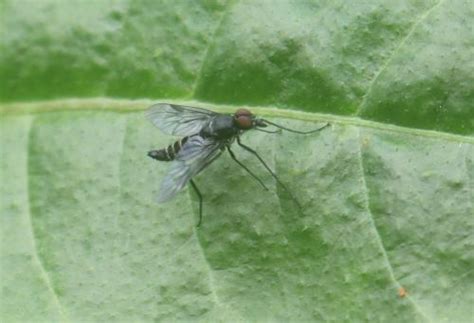 Ibisia Photo Fabien Piednoir Galerie Insecte Org