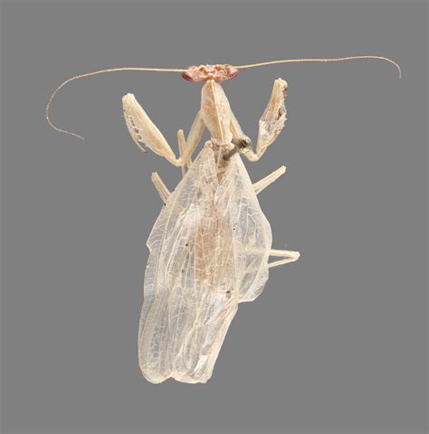 A New Species And Genus Of Horned Necked Praying Mantis From A French