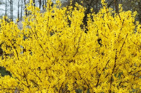 Forsythia: An Early Spring, Yellow Flower, Weather Forecaster ...