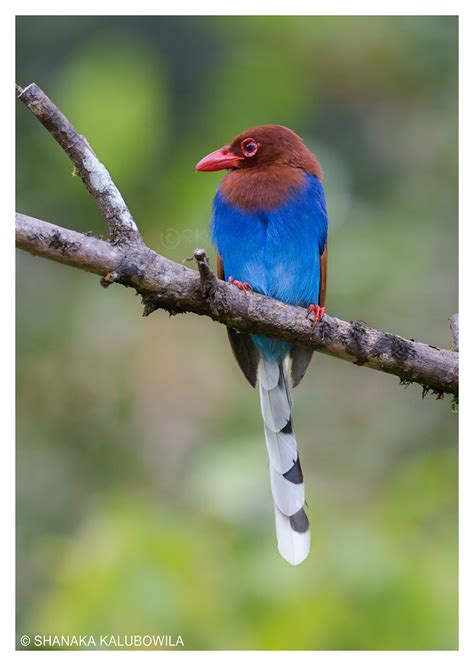 Sri Lanka Blue Magpie Urocissa Ornata Endemic To Sri Lanka Flickr