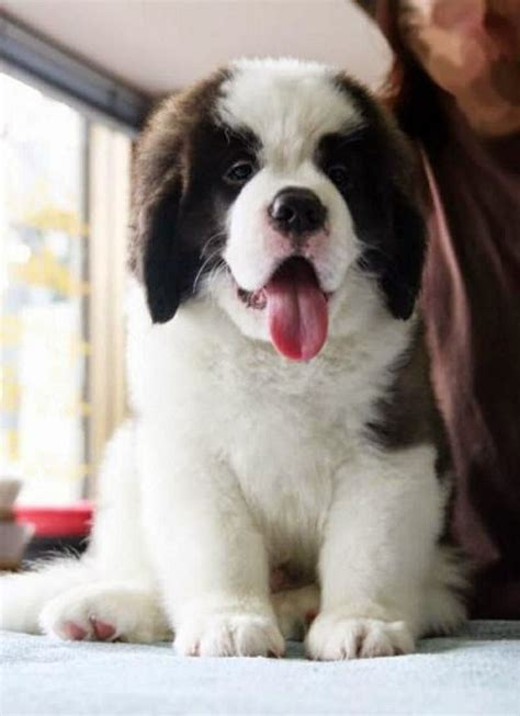 most unique dog: 3 Amazing Top Cute Bernard Puppies