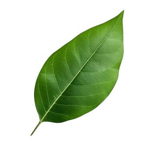 AI generated Mango leaf clip art 40216920 PNG