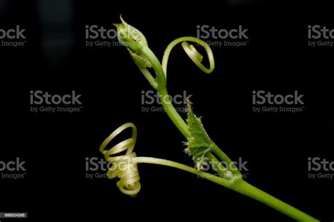 Close Up Leaves Ivy Gourd On Dark Background Stock Photo Download