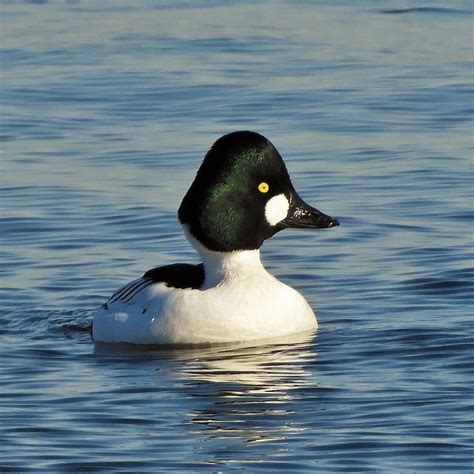 Common Goldeneye Burlington Ontario Canada Jan Mersey Flickr