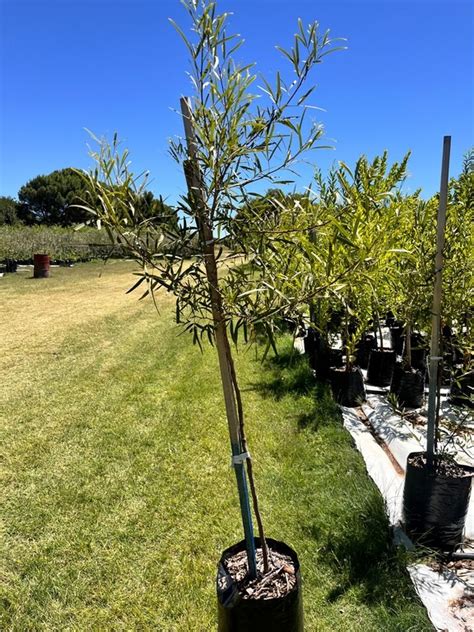 Karee Tree Kareeboom Mooiwater Indigenous Tree Nursery