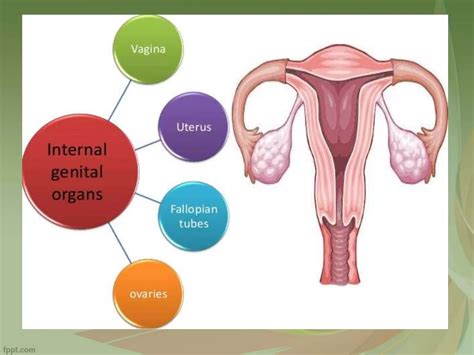 Anatomy Of Female Genital Tract Ppt