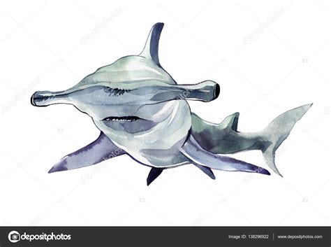 Watercolor Hammerhead Shark Illustration Isolated On White Background