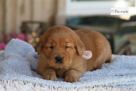 Libby Golden Retriever Puppy 3E3264 Pawrade