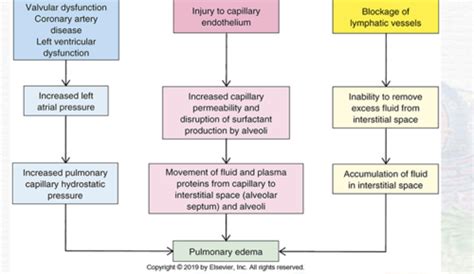 Ch Pulmonary Function Flashcards Quizlet