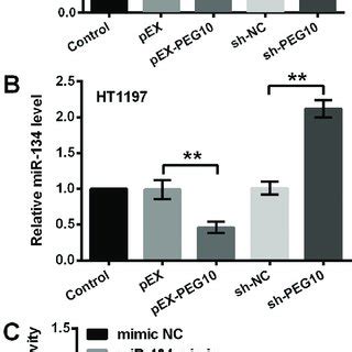 Lncrna Peg Negatively Regulated The Expression Of Mir After