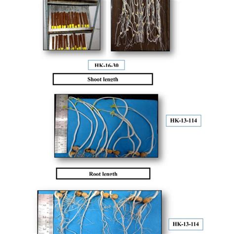 Seed Germination Shoot Length And Root Length Of Kabuli Chickpea