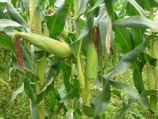 Gambar Tanaman Jagung Klasifikasinya Gambar Klasifikasi Di Rebanas