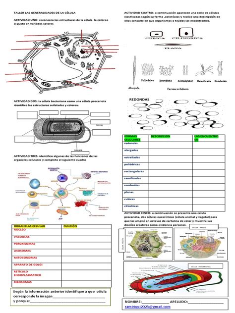 Taller Las Generalidades De La Celula Vacuole Biología Celular