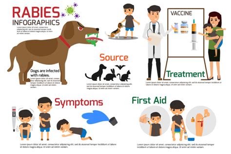 Rabies And How This Deadly Infection It Affects Humans And Animals