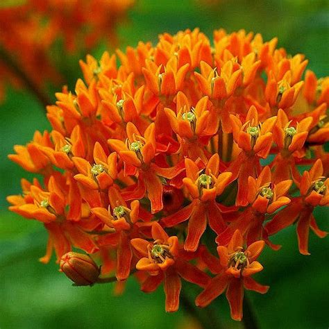 Asclepias Tuberosa Butterfly Milkweed Smart Seeds Emporium