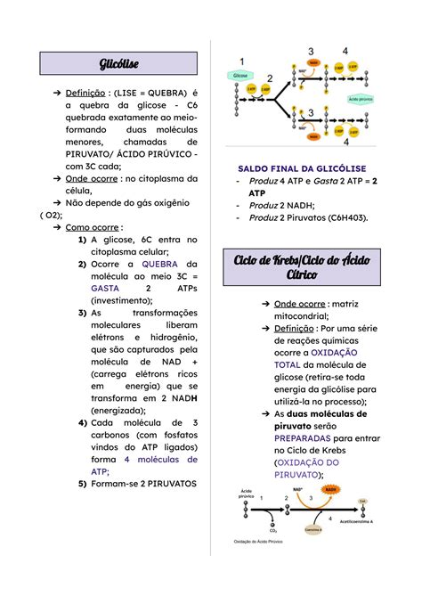 SOLUTION Resumo Biologia Respira O Celular Studypool