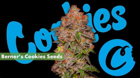 Where's Best to Buy REAL Berner's Cookies Seeds | 10buds