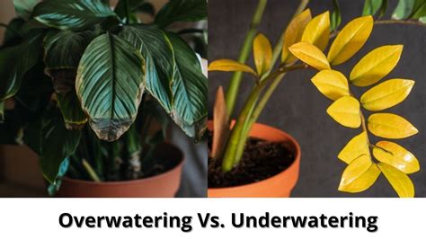 Overwatering Vs Underwatering Plants 11 Early Signs Fixes