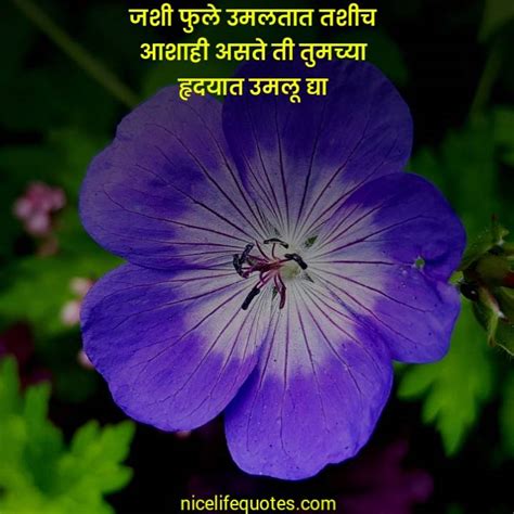 101 Flower Quotes In Marathi फुलावर सुंदर सुविचार मराठीत