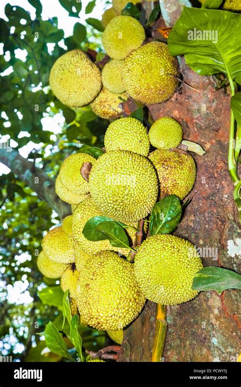 Jackfruit Tree And Young Jackfruits Tree Branch Full Of Jack Fruits