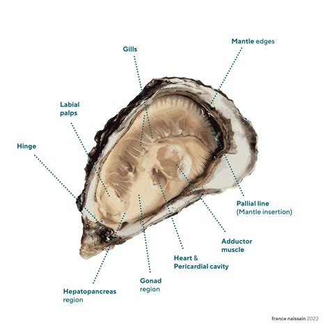 Oyster's anatomy