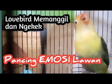 Lovebird Memanggil Dan Ngekek Pancing Emosi Lawan Youtube