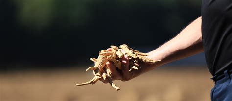 Straffordville Grown North American Ginseng Ontario Ginseng Growers