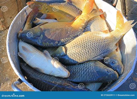 Carp in a Bucket from the Breeding Fish Pond Stock Image - Image of ...