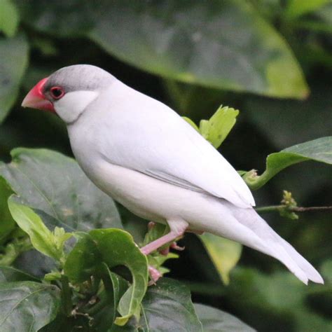 Java Finch