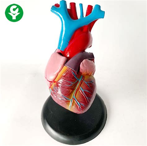 Anatomy Human Body Organs Model Heart Training Visceral Organ System