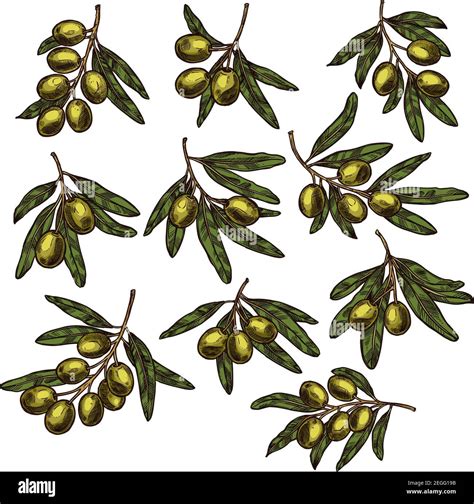 Green Olive Branch Isolated Sketch Set Fresh Olive Tree Branch With