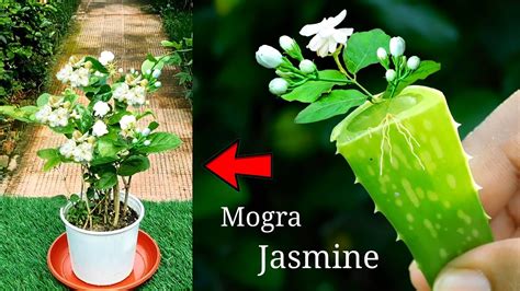 How to Easily grow Mogra Jasmine in pot मगर Complete Guide With