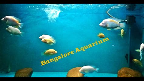 Fish Aquarium At Cubbon Park Bangalore India Youtube