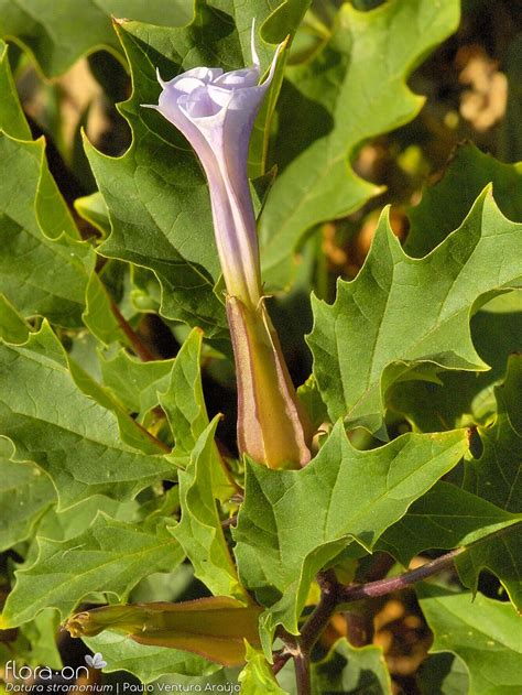 Género Datura Flora On