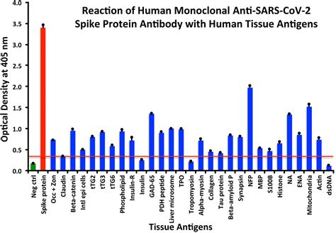 Frontiers Reaction Of Human Monoclonal Antibodies To Sars Cov 2 Proteins With Tissue Antigens