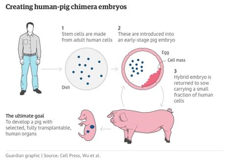 Pig-Human Hybrid Successfully Created by Scientists | The Freaky