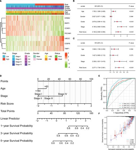 Frontiers Establishment And Validation Of A Novel Anoikis Related