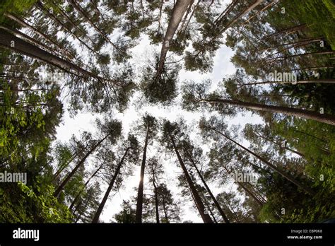 Pinos Silvestres Pino Silvestre Pinus Sylvestris Bosque De Pino