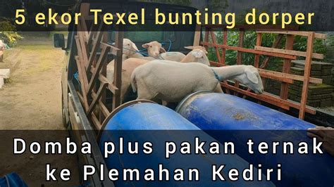 Harga Domba 5 Ekor Texel Bunting Dorper Dan Pakan Ternak Ke Plemahan