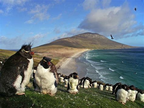 Guía De Turismo De Islas Malvinas 【recomendado En Argentina】