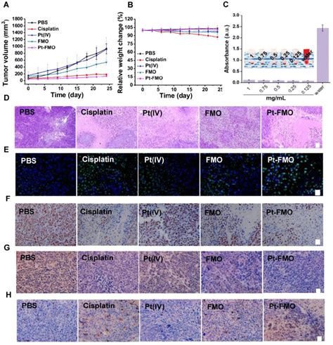 In Vivo Antitumor Effect Of Pt FMO The Tumor Bearing BALB C Nude Mice