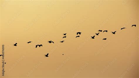 flock of birds on sunset Stock Photo | Adobe Stock