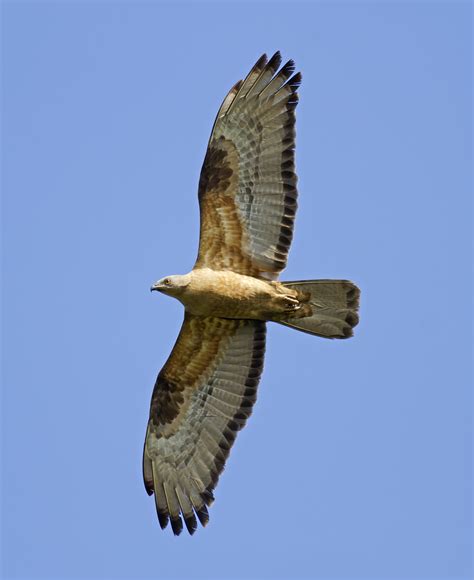 European Honey Buzzard — Batumi Raptor Count