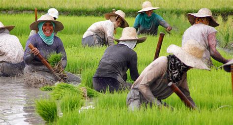 The Effects Of Land Reforms On Farm Size And Agricultural Productivity