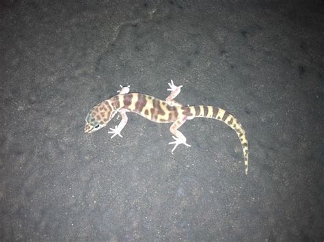 Wild geckos in Arizona? : reptiles