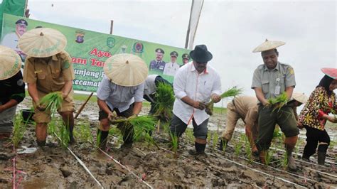 Semangat Pagi Menanam Padi Di Danau Semayang Kutai Kartanegara