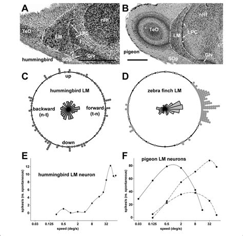 Coronal Sections Through The Pretectal Nucleus Lentiformis