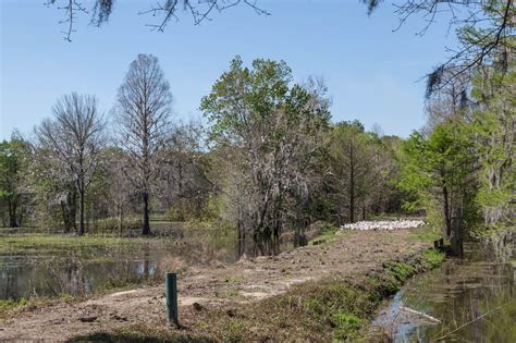 Charleston Daily Photo: The Oaks Plantation