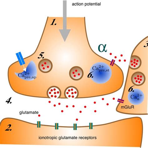 A Schematic Of Synaptic Transmission At A Glutamatergic Tripartite